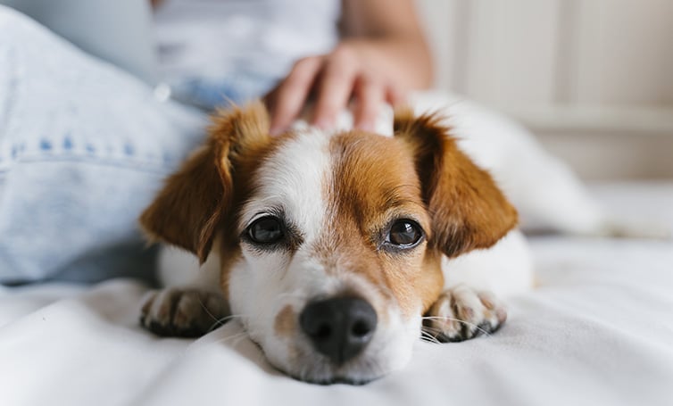 votre propriétaire peut-il vous interdire d'avoir un animal